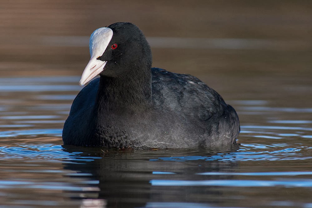 detailed close up of Eurasian Coot Lodge Lake, Milton Keynes