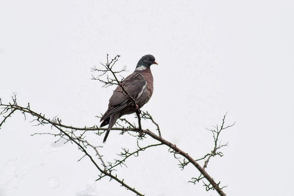 Wood Pigeon, Loughton Valley Park, Milton Keynes