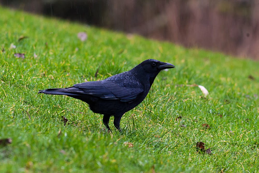 Carrion Crow in the rain, Lodge Lake, Milton Keynes