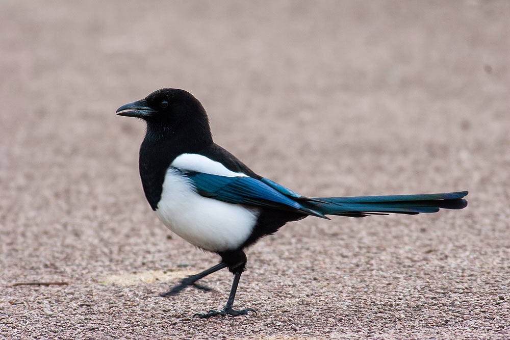 One final Magpie, as it showed so well.