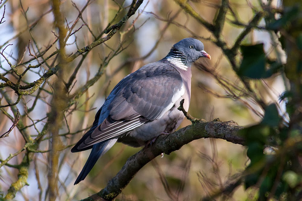 Wood Pigeon, Lodge Lake, Milton Keynes