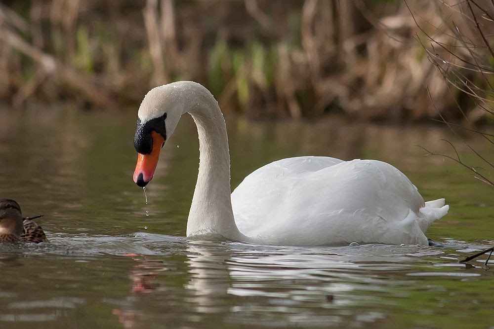 Cob Mute Swan, Lodge Lake, Milton Keynes