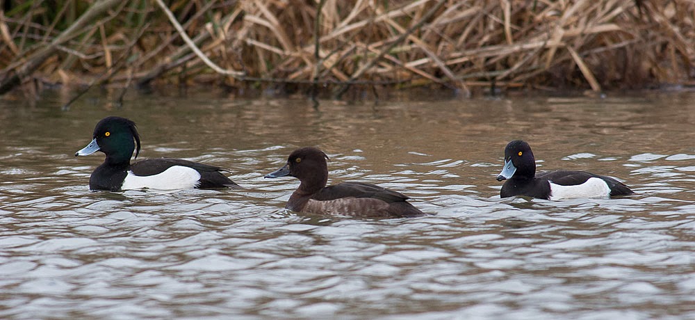 Tufted Duck group, Lodge Lake, Milton Keynes