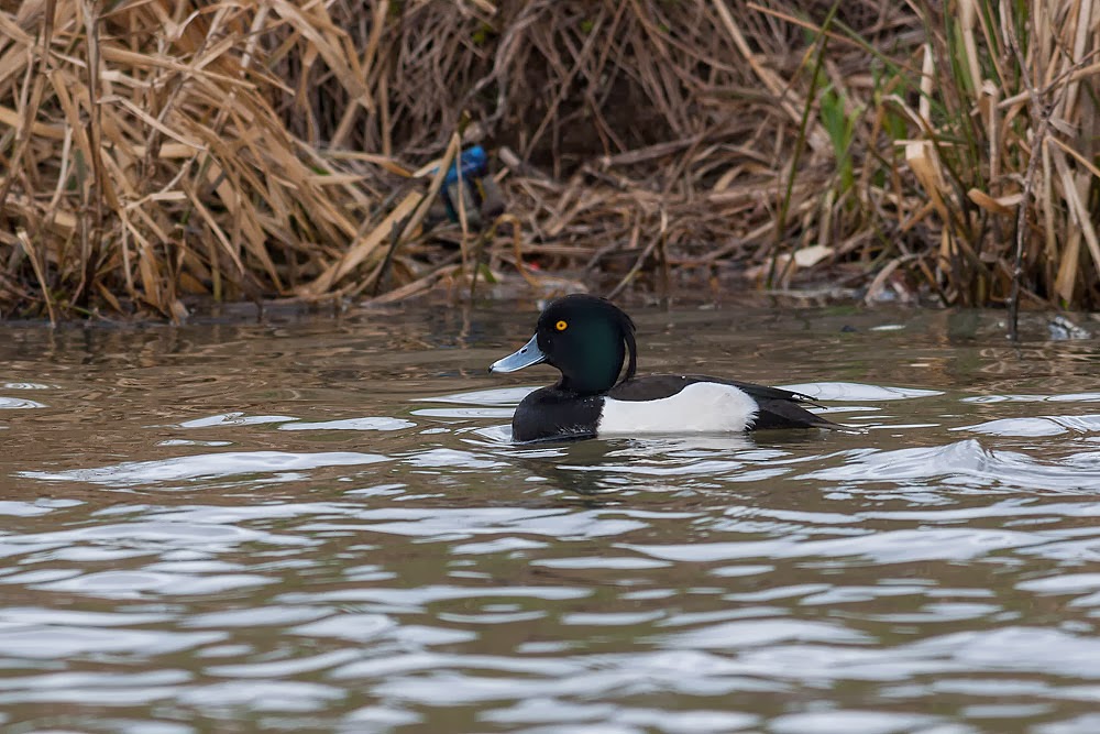 Male Tufted Duck, Lodge Lake, Milton Keynes