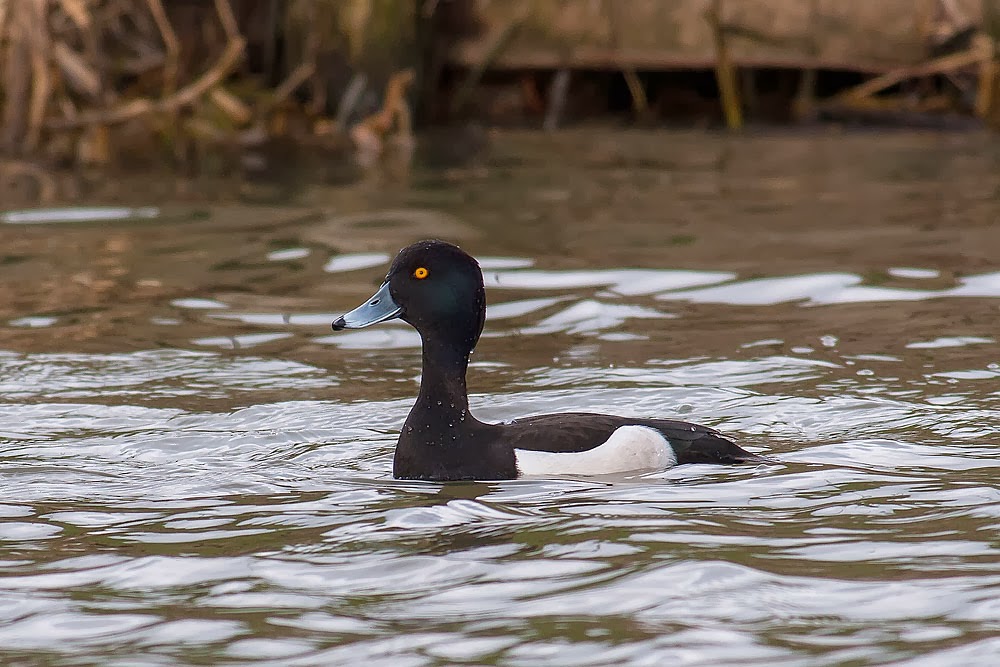 Male, Tufted Duck, Lodge Lake, Milton Keynes