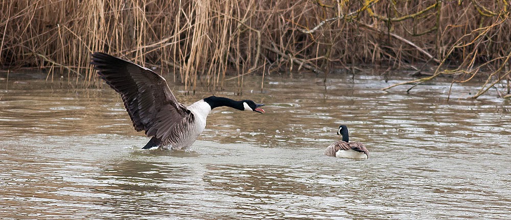 Amorous Canada Goose - Lodge Lake, Milton Keynes