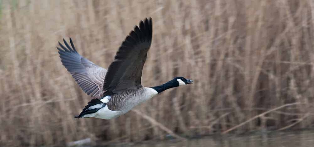Canada Goose in flight, Lodge Lake, Milton Keynes