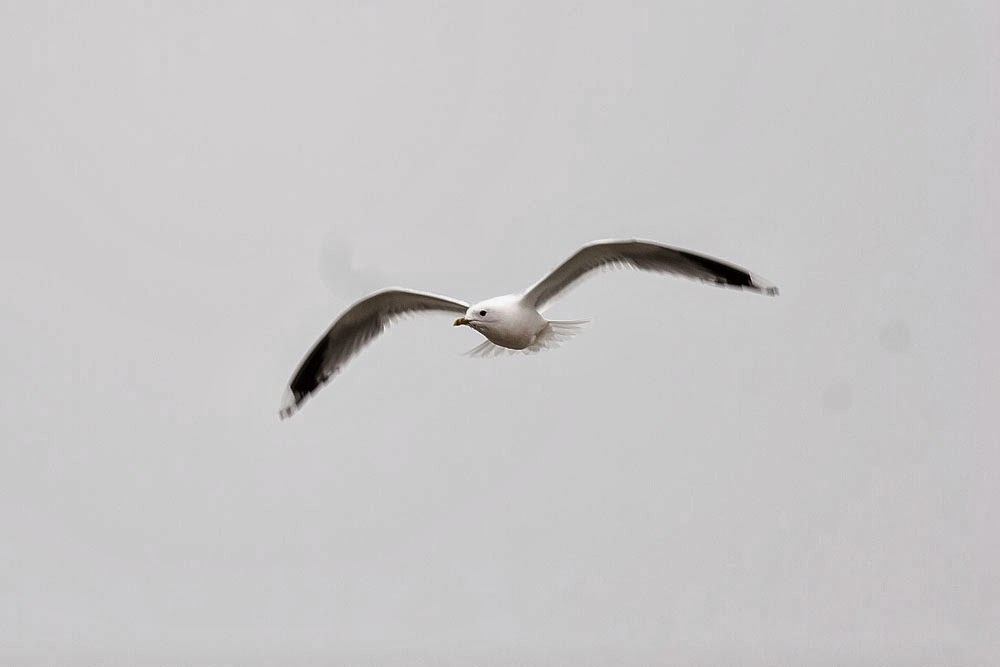 Common Gull in flight, Lodge Lake, Milton Keynes