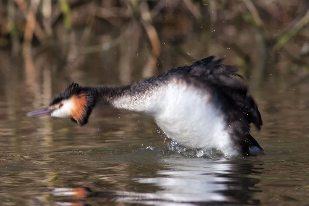 Great-crested Grebe shaking off water- Lodge Lake, Milton Keynes