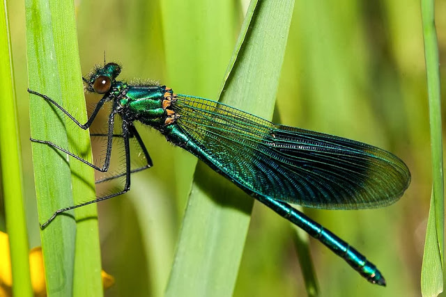 Male Banded Demoiselle (Calopteryx splendens) Willen Lake, Milton Keynes, 2013