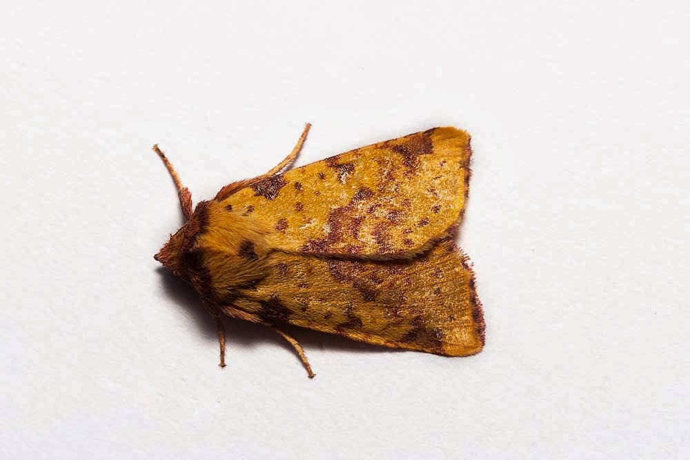 Pink-Barred Sallow - Milton Keynes