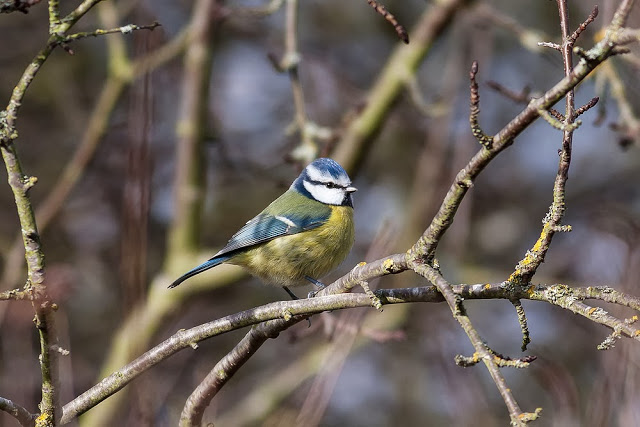 Blue Tit - No 2 on the list - RSPB Big Garden Birdwatch Results