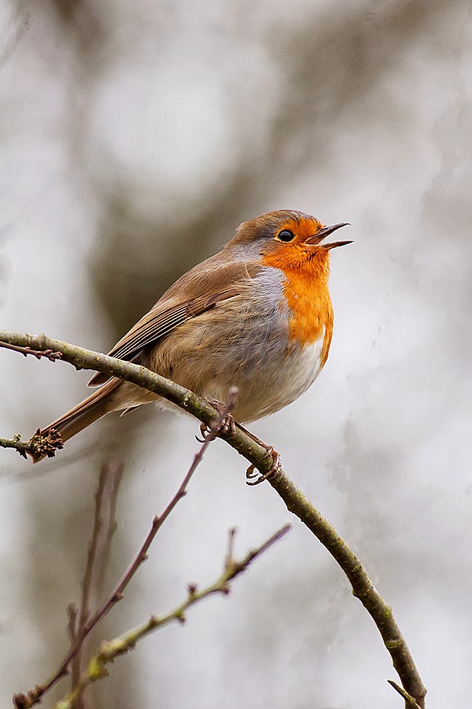 Robin in song