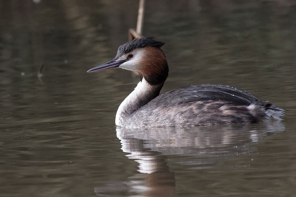 Great-Crested Grebe