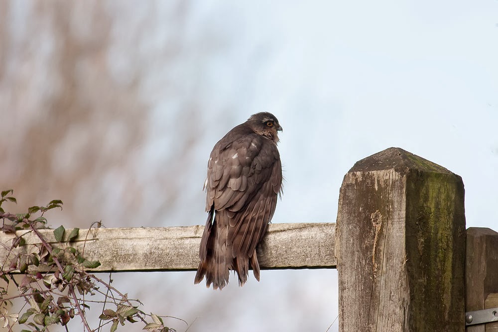 Sparrowhawk