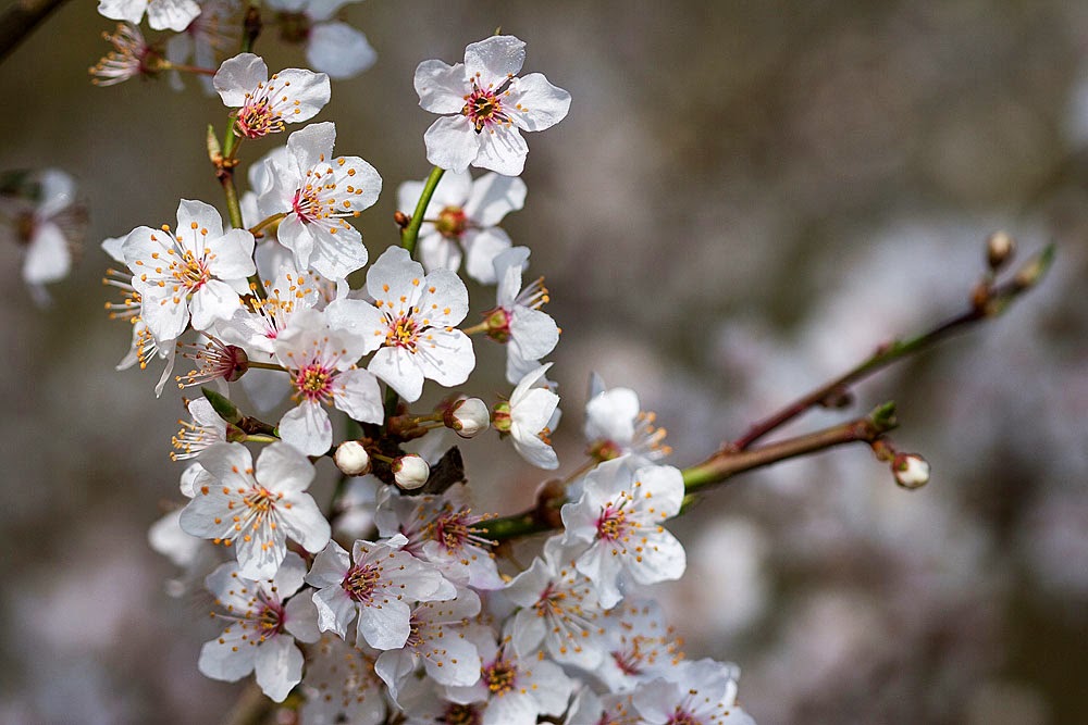 Blackthorn flower