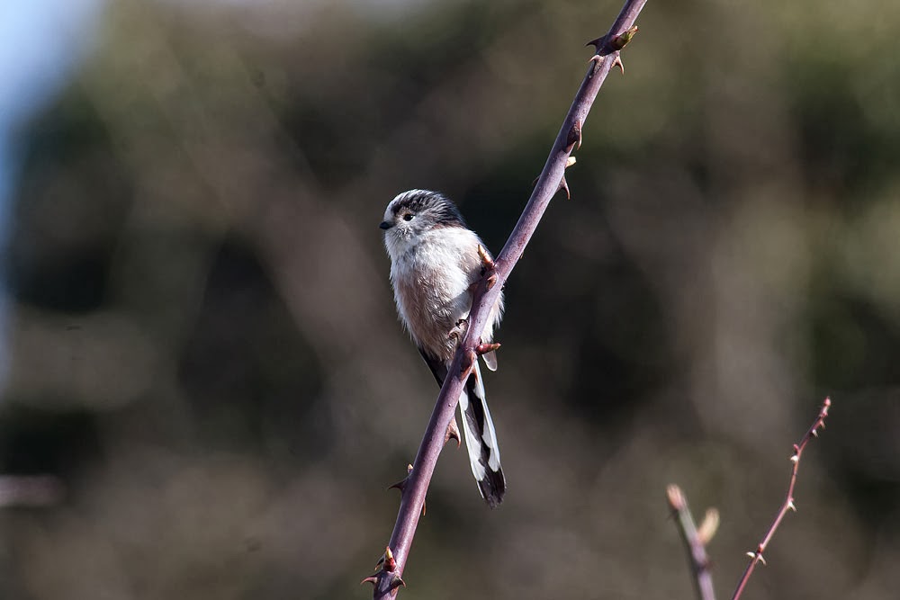 Long-tailed Tit, Loughton Valley Park, Milton Keynes