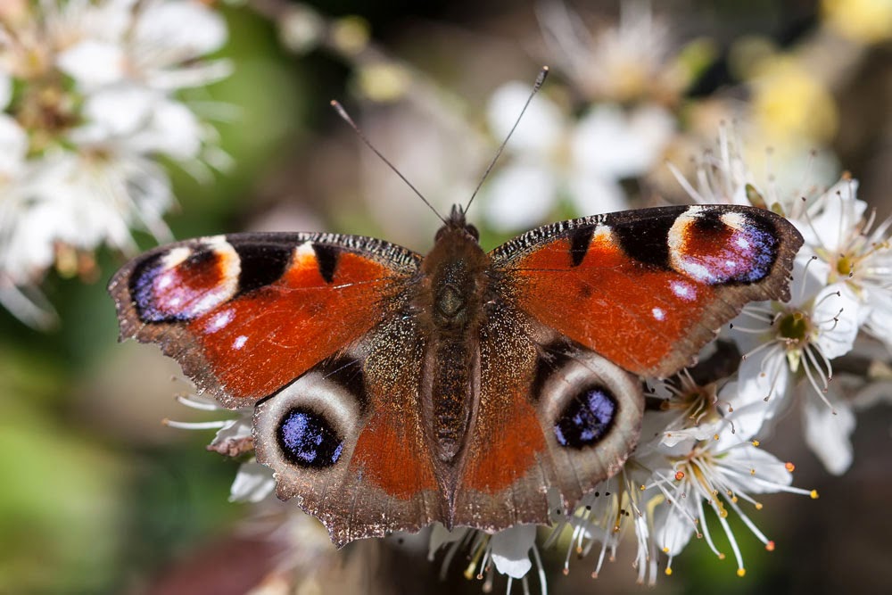 Peacock butterfly - Butterflies of Milton Keynes