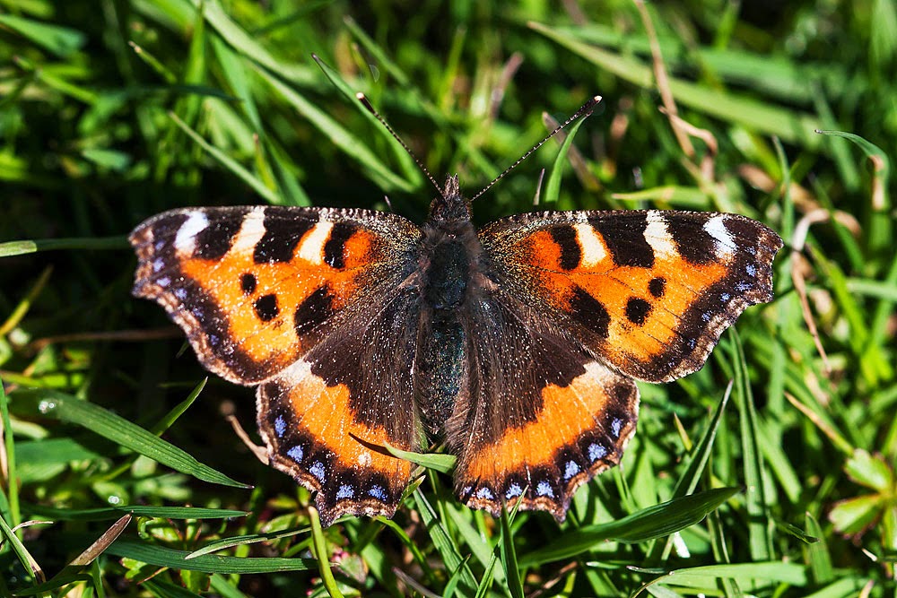 Small Tortoiseshell - Bradwell Village, Milton Keynes