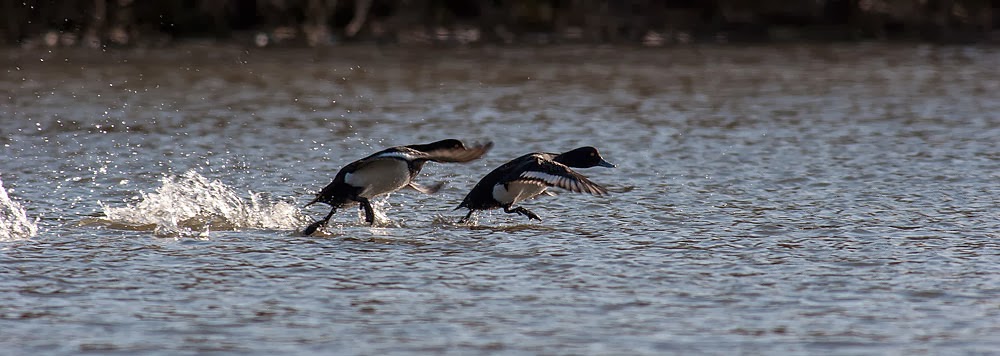 Tufted Ducks in flight