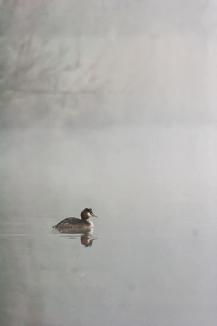 Grebe in the mist