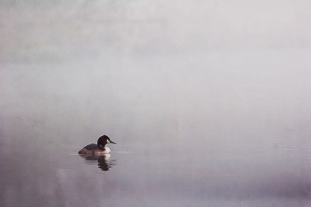 Great-Crested Grebe in the Mist - Lodge Lake, Milton Keynes