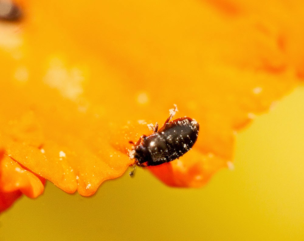 Unknown beetle - Bradwell Village, Milton Keynes