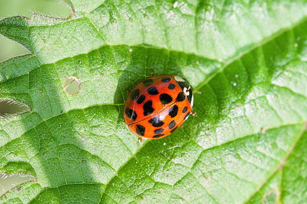 Harlequin Ladybird - Loughton Valley Park, Milton Keynes