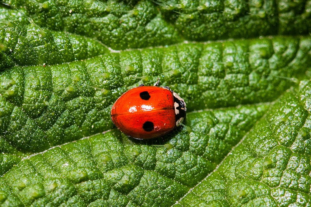 2 Spot Ladybird - Loughton Valley Park, Milton Keynes