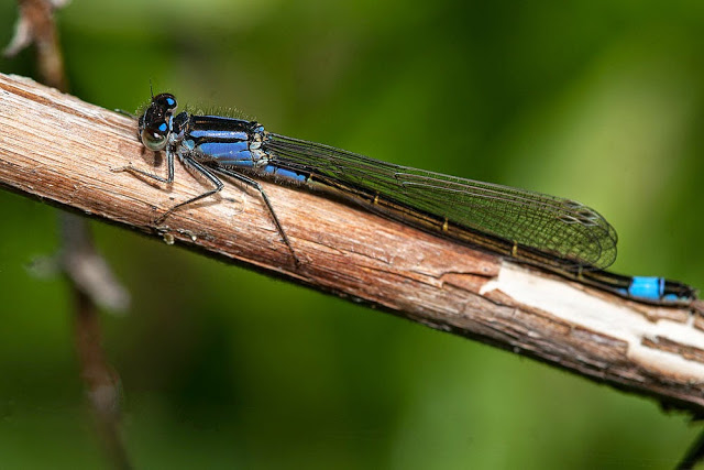 Blue-tailed Damselfly - Friday 16th May wanderings