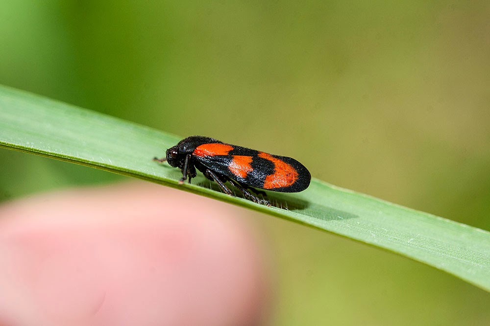 Red and Black Froghopper [Cercopis vulnerata] - Bradwell Village, Milton Keynes