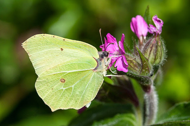 Just my Macro and me- Brimstone - Loughton Valley Park, Milton Keynes