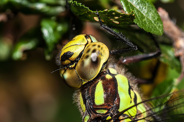 Southern Hawker (Aeshna cyanea), close up of head, photographed Lodge Lake, Milton Keynes, 2012