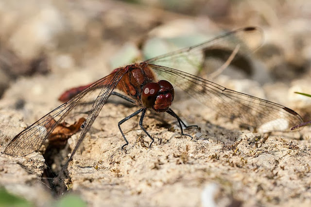 Male Ruddy Darter (Sympetrum sanguineum), photographed Howe Park Wood, Milton Keynes, 2012