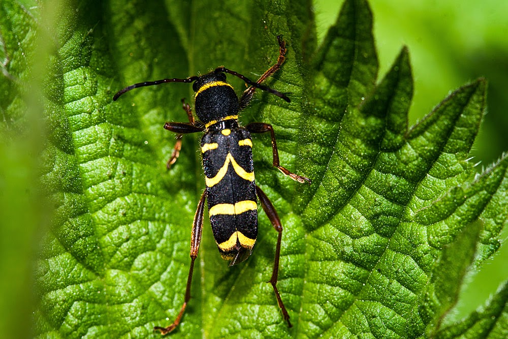 Wasp Beetle - Bradwell Village, Milton Keynes