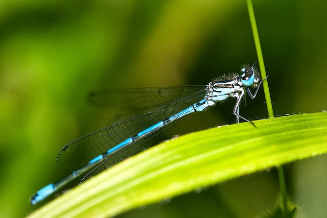 Male Azure Damselfly (Coenagrion puella), Photographed, Linford Wood, Milton Keynes, 2011