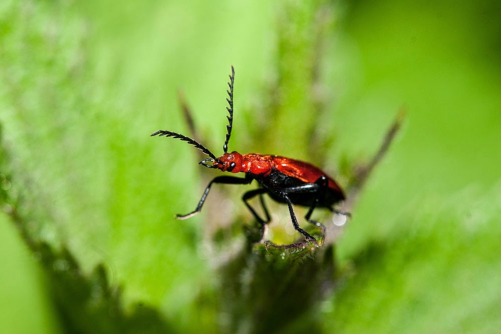 Cardinal beetle - Loughton Valley Park, Milton Keynes