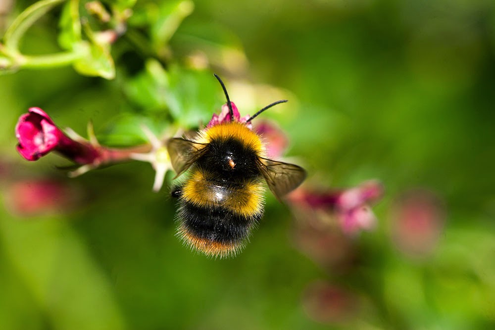 Bee sp (with mite) - Great Holm, Milton Keynes