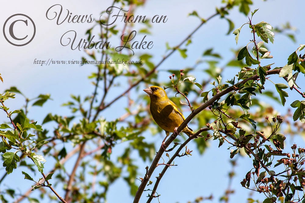 Greenfinch - Lodge Lake, Milton Keynes