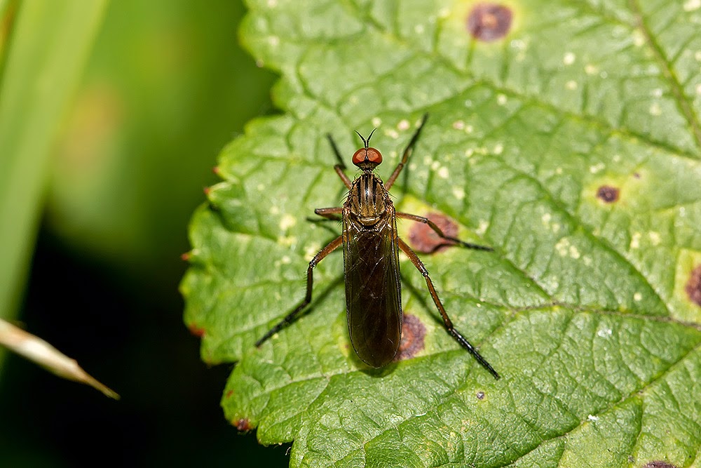 Hybos Sp. (I think) - Lodge Lake, Milton Keynes