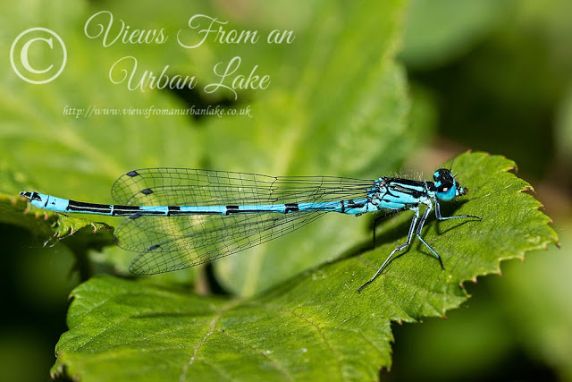 Male Azure Damselfly (Coenagrion puella), Photographed, Linford Wood, Milton Keynes, 2014