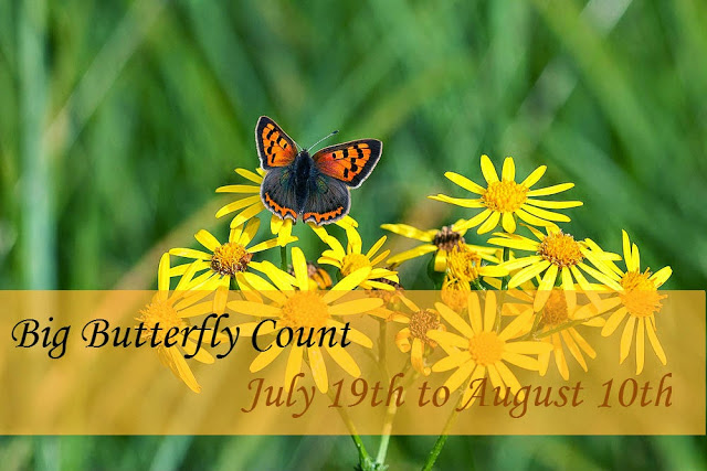 Big Butterfly Count 2014