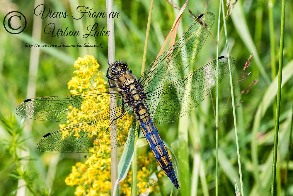 2. Black-Tailed Skimmer  (Orthetrum cancellatum) Immature Male- Loughton Valley Park, Milton Keynes (2014) - Dragonflies of Milton Keynes