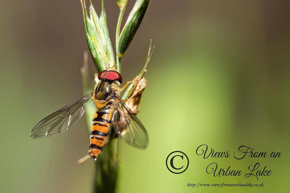 Marmalade Hoverfly - Great Holm, Milton Keynes