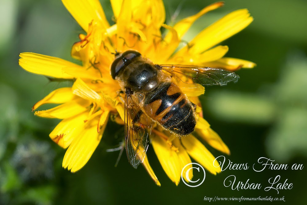 Eristalis Sp. - Great Holm, Milton Keynes