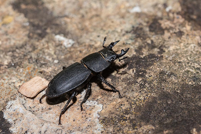 Lesser Stag Beetle a great find on a mini beast hunt on of my top 15 Top Summer Holiday Wildlife Ideas for Kids