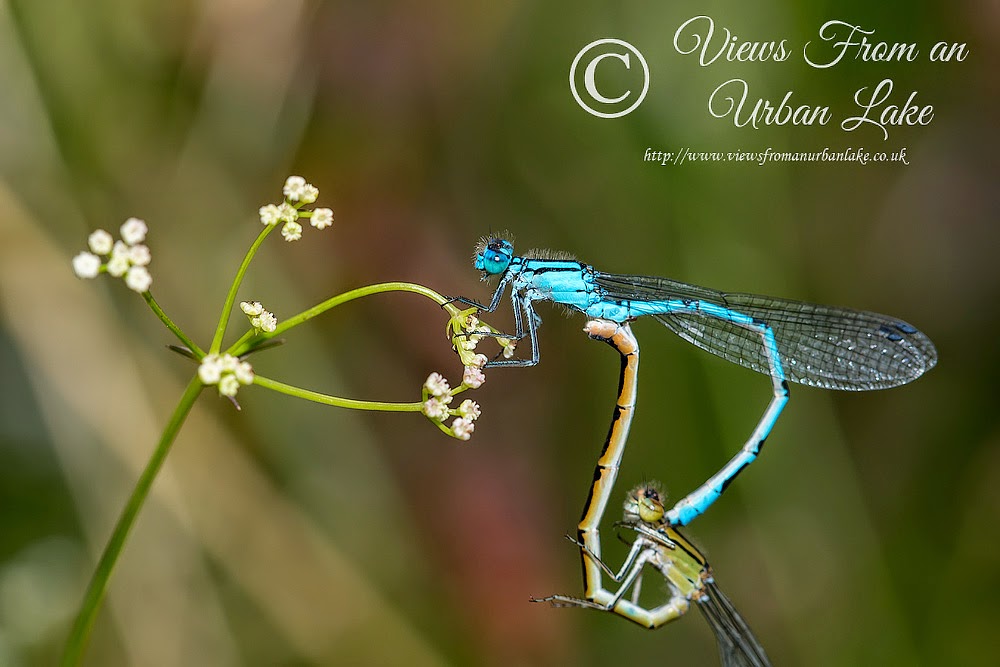 Common Blue Damselfly mating - Lodge Lake, Milton Keynes