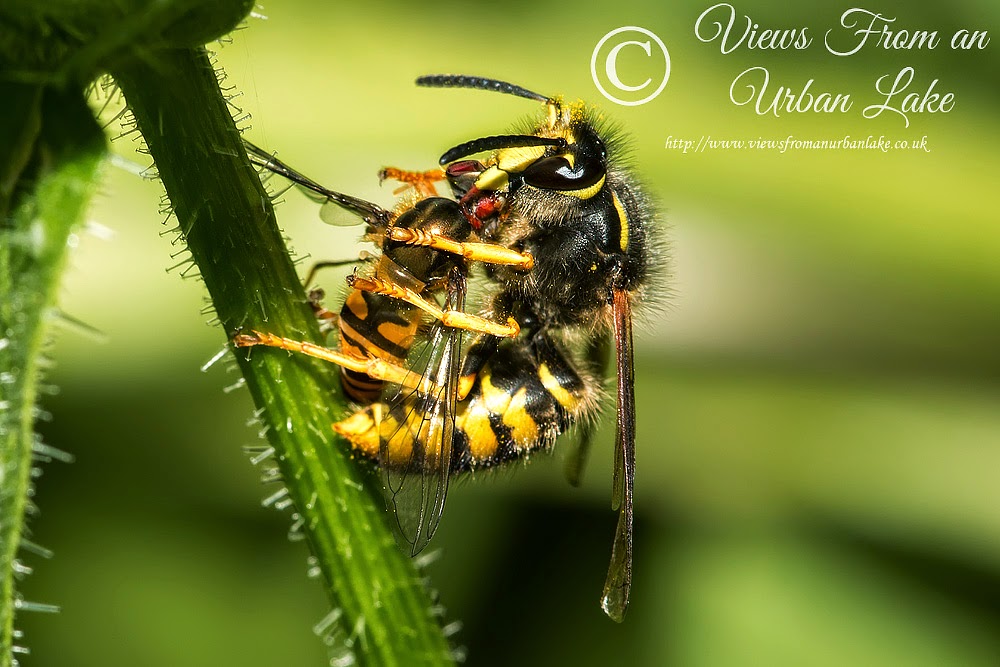 Wasp Eating a Hoverfly - Great Holm, Milton Keynes