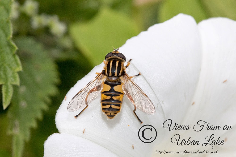 Hoverfly Sp. - Lodge Lake, Milton Keynes