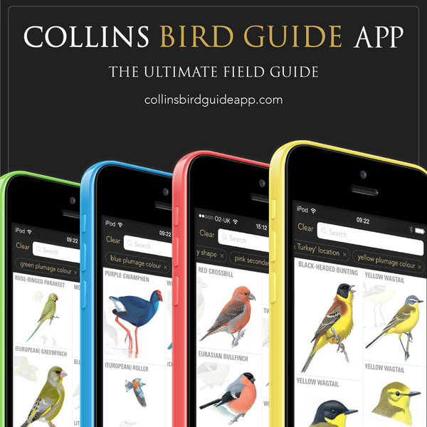 Collins Bird Guide for iPhone - Review